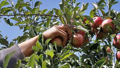 Рязанские студенты убирают яблоки