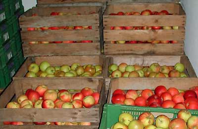 В Рязани уничтожили почти центнер санкционных яблок