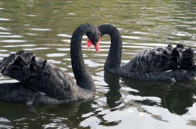 В пруду Александровского сквера Рязани будут плавать чёрные лебеди