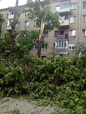 В посёлке Приокский в Рязани продолжают падать деревья