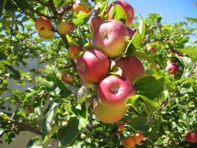 Рязанские аграрии планируют собрать 2000 тонн яблок