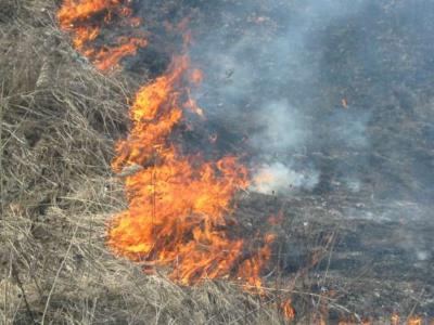 За прошедшие выходные рязанские пожарные 14 раз тушили сухую траву