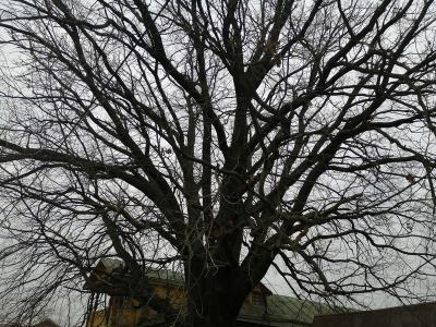Солотчинский дуб стал памятником живой природы