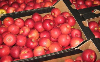 Рязанская транспортная прокуратура пресекла реализацию 7,6 тонны польских яблок