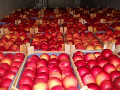 В Рязани уничтожили более семи тонн санкционных яблок