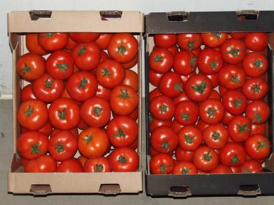 В Рязани уничтожили почти три центнера санкционных томатов и яблок