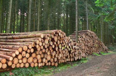 Из-за АЧС в некоторых районах Рязанщины приостановлены лесозаготовки