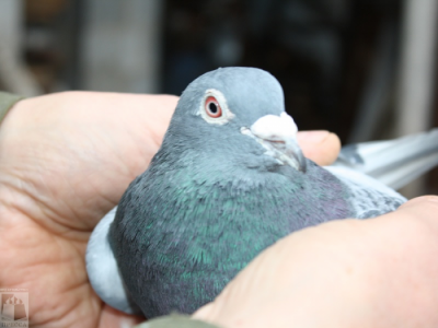 Питомец жителя Спасска победил в соревновании почтовых голубей