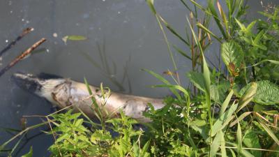 Под Пронском в реке вновь массово гибнет рыба