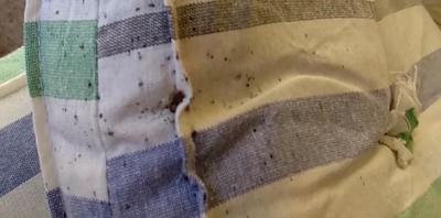 Пациентов рязанской больницы атакуют насекомые