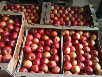 В Рязани уничтожили две партии санкционных яблок