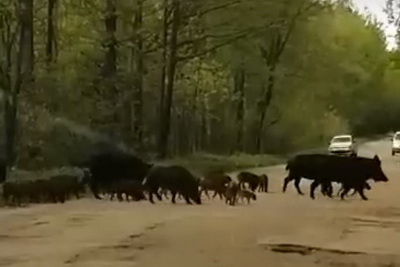 В Рязанском районе засняли на видео стадо кабанов на дороге