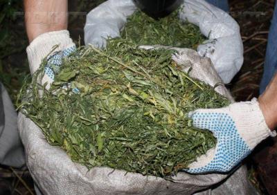 В окрестностях Рязани полицейские поймали парня с килограммом марихуаны