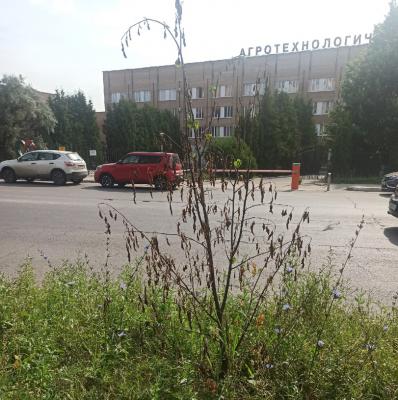 Аллея на улице Костычева в Рязани зарастает сорняками