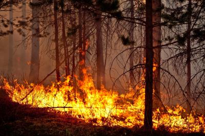 Заборьевское сельское поселение наиболее подвержено угрозе лесных пожаров