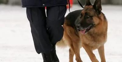 В Сасовском районе квартирных воров помогла найти служебная собака