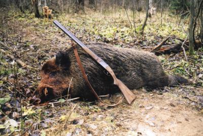 В Рязанской области установлен запрет любительской и спортивной охоты на кабана