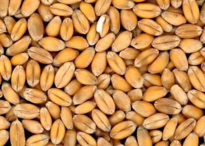 Рязанское сельхозпредприятие оштрафовали из-за клещей в пшенице