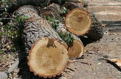 Мэрия объяснила вырубку деревьев в Дягилево