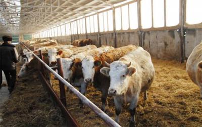 Рязанщина получила субсидии на развитие мясного скотоводства