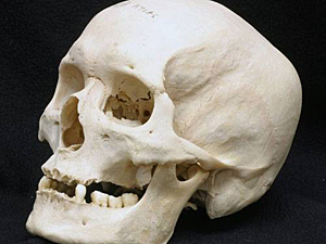 Рязанские школьники обнаружили человеческие скелеты