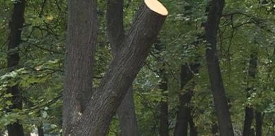 Рязанцам рассказали, как осенью правильно обрезать деревья