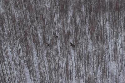 В Рязанской области проводят авиационный учёт численности лосей
