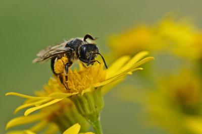 Рязанским аграриям объяснили, как не допустить массовой гибели пчёл