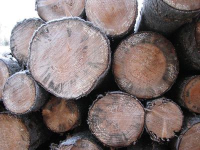 Обнародованы макроэкономические показатели лесного сектора Рязанщины