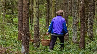 Жительница Сараевского района пять часов блуждала по лесу