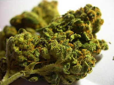 Рязанские наркополицейские изъяли более пяти килограммов марихуаны
