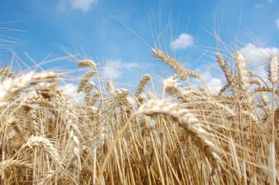 Рязанские хлеборобы намолотили два миллиона тонн зерна