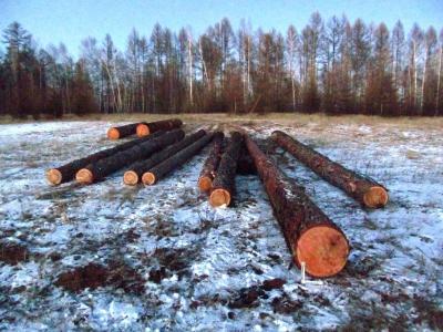 Под Спасском «чёрные лесорубы» свалили леса на 322 тысячи рублей