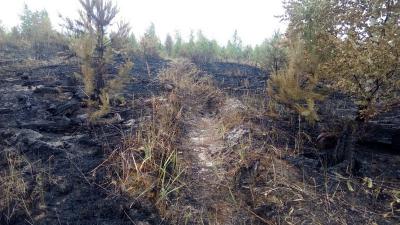 Лесной пожар под Рязанью потушили