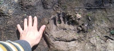 В Касимовском районе заметили следы медведя