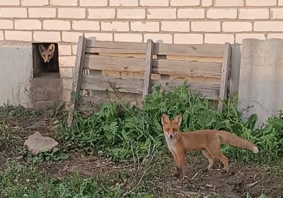 Жители Захаровского района пожаловались на нашествие лис