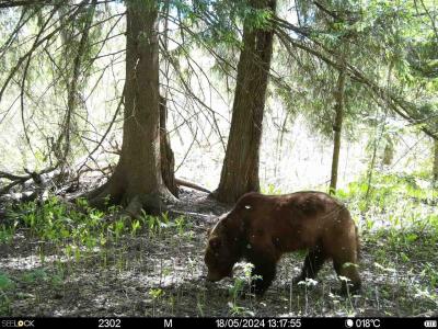 В Окском заповеднике медведь заинтересовался фотоловушкой