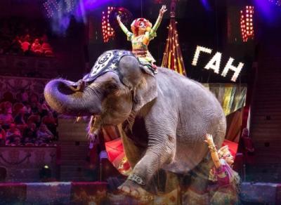 Рязанцы могут выиграть экскурсию за кулисы цирка и покормить слона