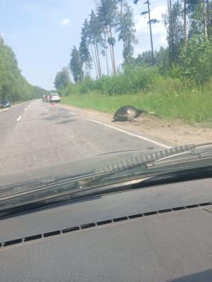 В Шиловском районе под колёсами авто погиб лось