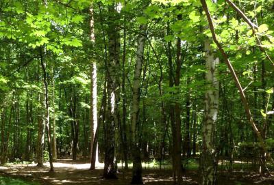 В Мемориальном парке Рязани непарный шелкопряд объедает деревья