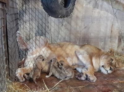 В Ряжском зоопарке пополнилось львиное семейство