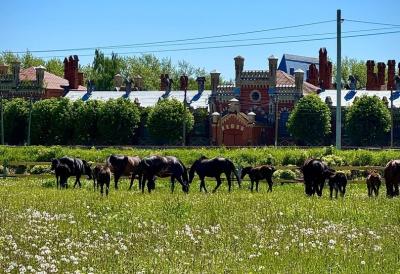 Фото: Старожиловский конный завод