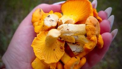 В лесах Кадомского района пошли белые грибы, лисички и земляника