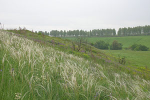 ковыль перистый - фрагмент типично украинского ландшафта в Рязанской области