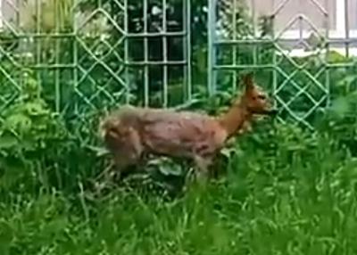 На улице в Рязани заприметили оленя