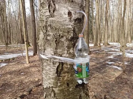 Рязанцам рассказали, как собирать берёзовый сок без вреда деревьям