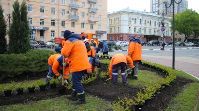 На площади Победы в Рязани посадили спирею берёзолистную