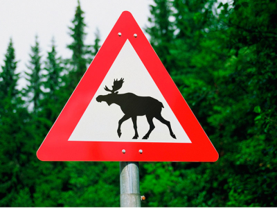 В Рязанском районе предложили установить знаки с предупреждением о появлении лосей
