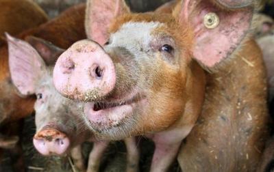 Сокращён список регионов, из которых запрещён ввоз свиней в Рязанскую область