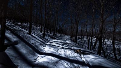 Ночная прогулка по клепиковскому лесу для студентов едва не закончилась трагедией